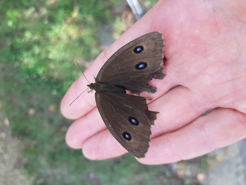 Minois dryas - fekete szemeslepke