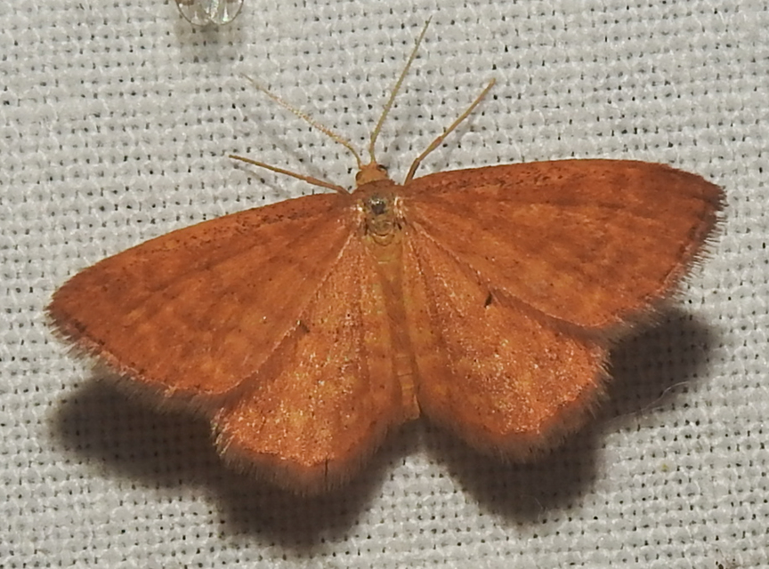 Idaea serpentata - kis sávosaraszoló