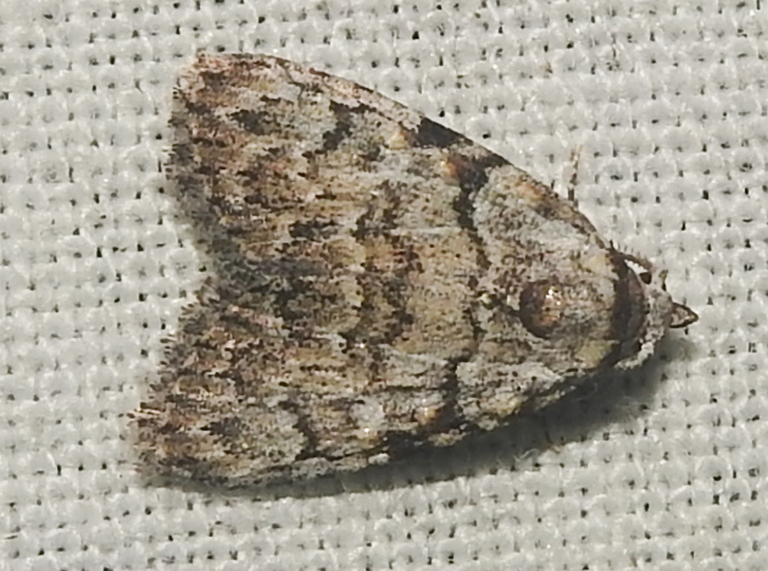 Meganola strigula - hamvas pamacsosszövő