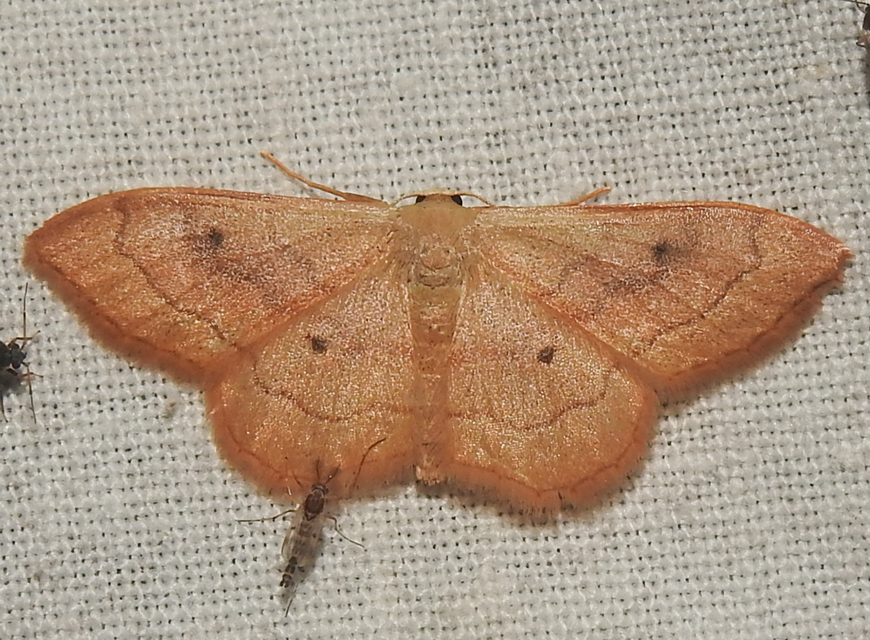 Idaea rubraria - vörössávos araszoló