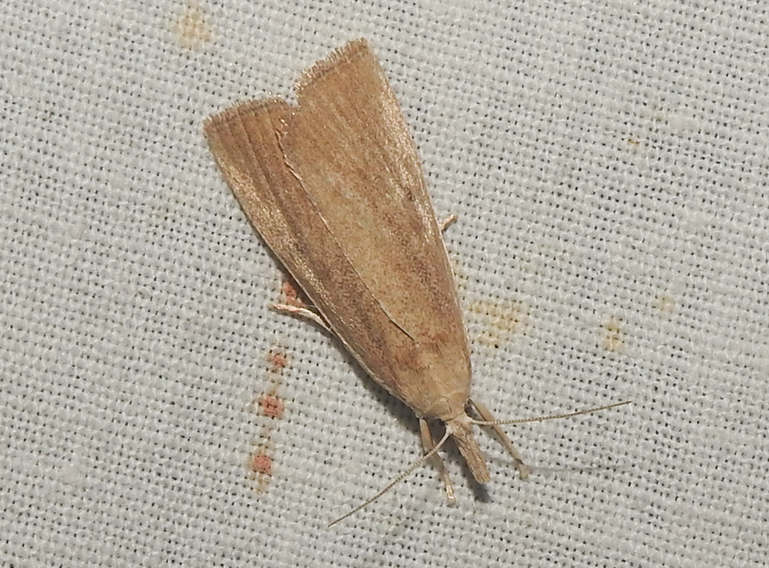 Calamotropha paludella - barna nádlevélmoly