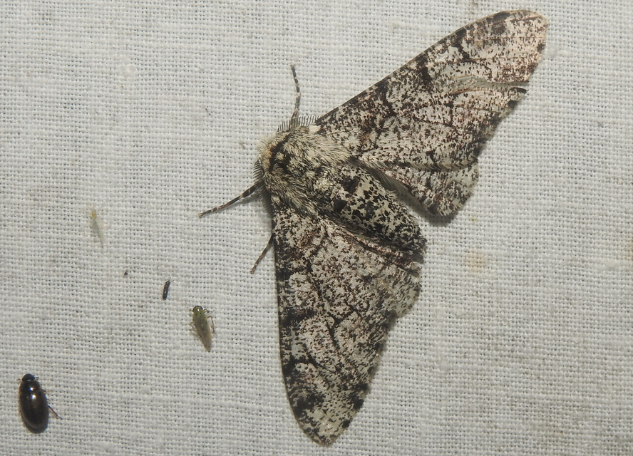 Biston betularia - szürkepettyes araszoló