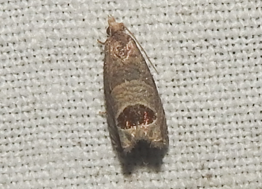 Notocelia uddmanniana - málnasodró tükrösmoly