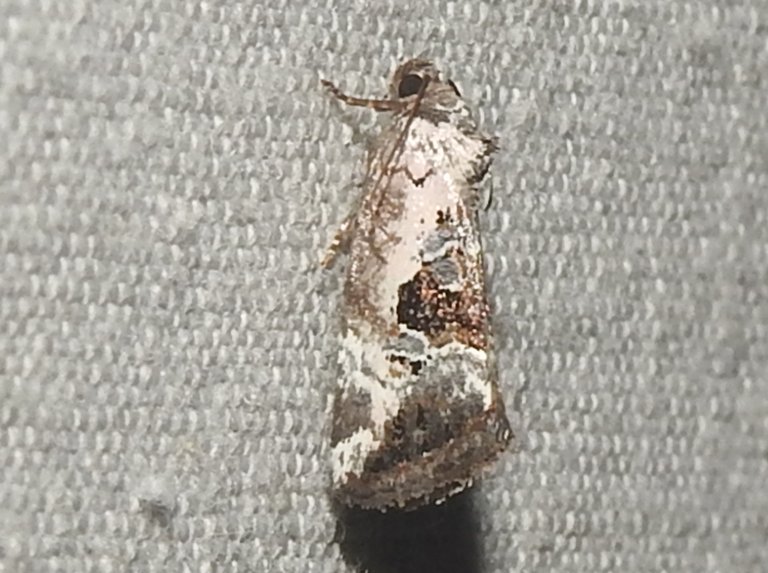 Hapalotis venustula - rózsaszínű mázasbagoly