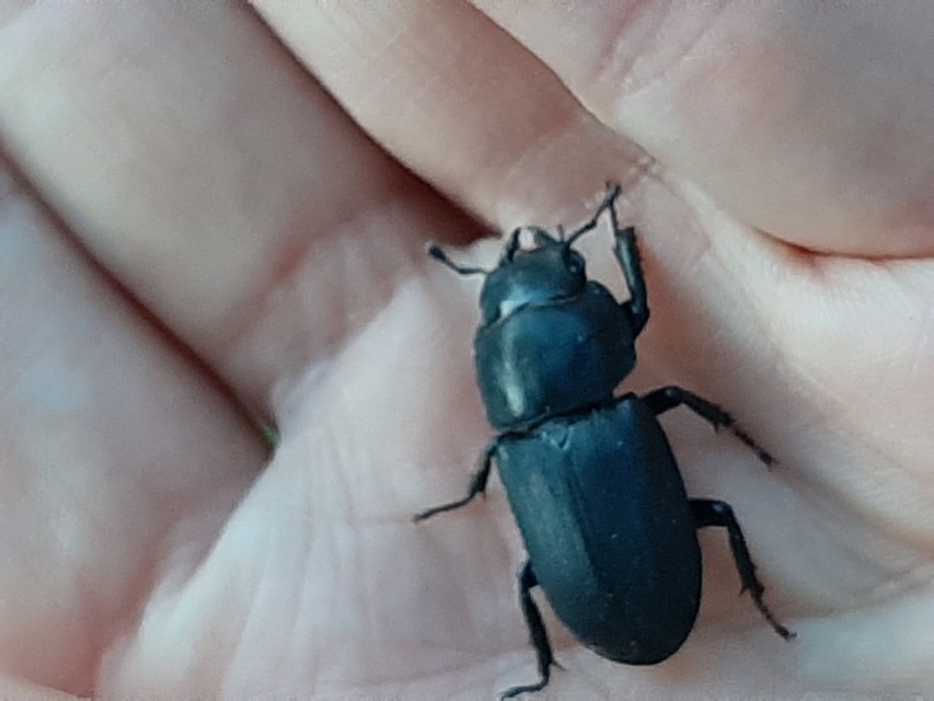 Dorcus parallelipipedus - kis szarvasbogár