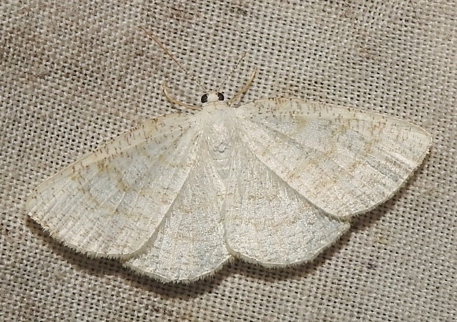 Cabera exanthemata - pettyes égeraraszoló