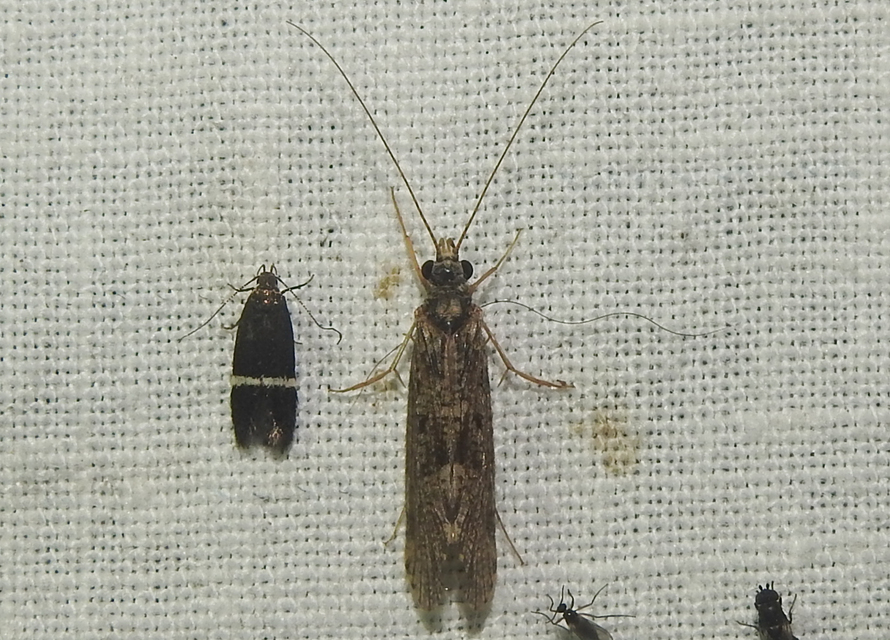 Trichoptera - Tegzesek
