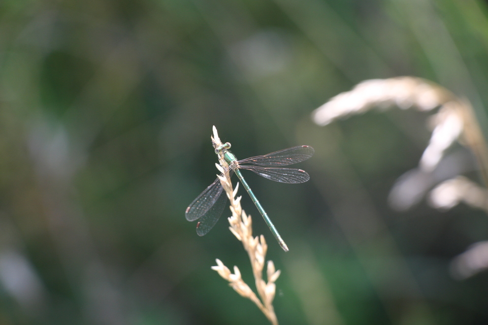Lestes virens vestalis - kis rablószitakötő