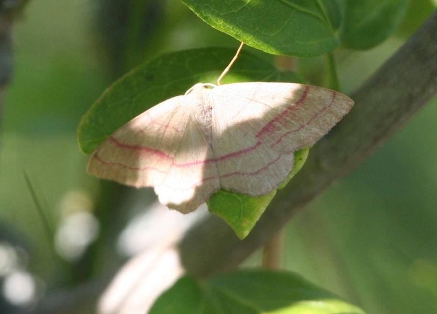 Rhodostrophia vibicaria - pirosszélű araszoló