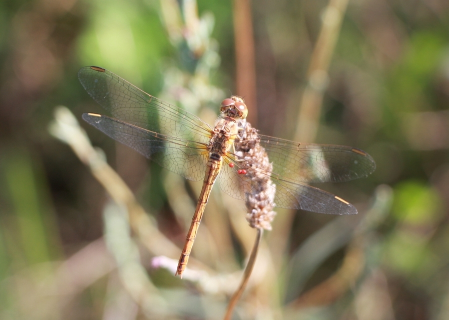 Sympetrum meridionale - fakó katona-szitakötő