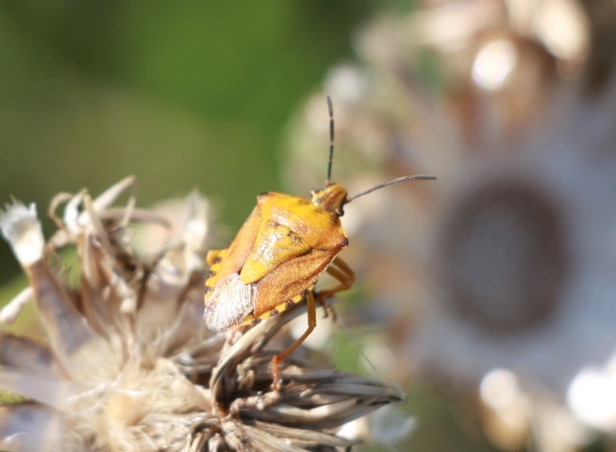 Carpocoris Carpocoris