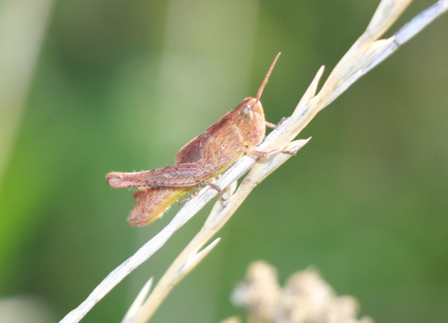 Chorthippus (Glyptobothrus) (subgenus)