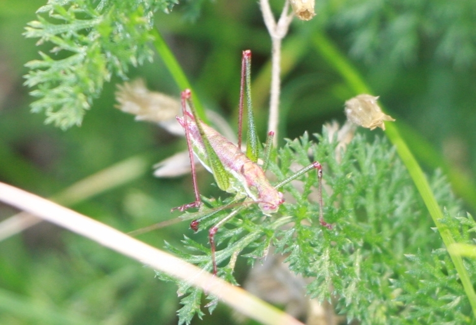 Leptophyes albovittata - közönséges virágszöcske