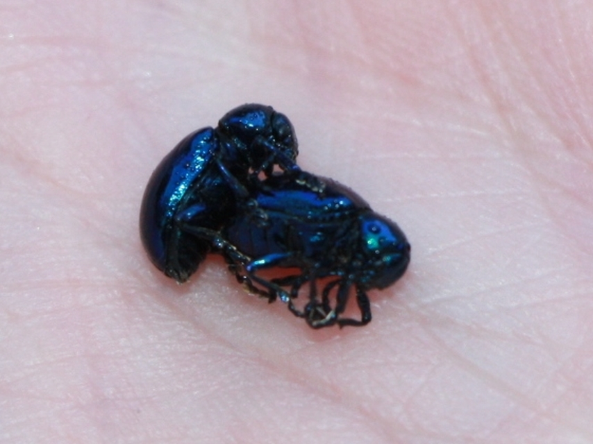 Chrysochus asclepiadeus - tündöklő méreggyiloklevelész