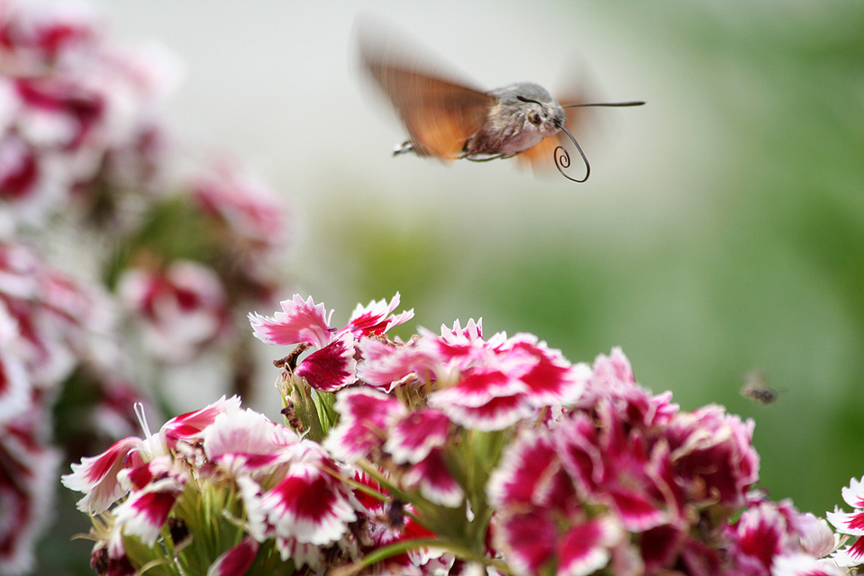 Macroglossum stellatarum - kacsafarkú szender
