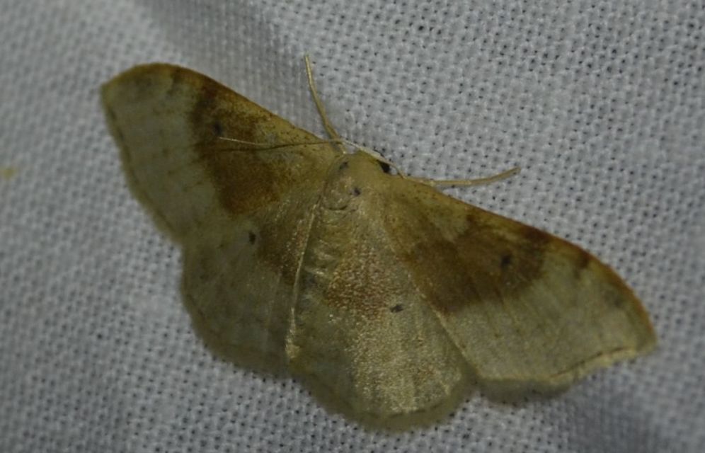 Idaea degeneraria - barnasávos araszoló