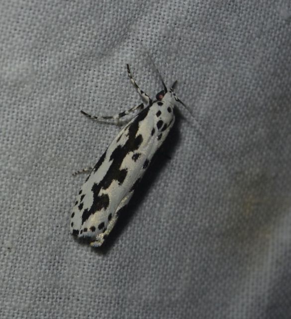 Ethmia