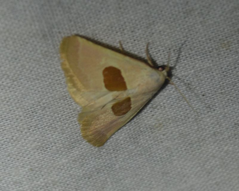 Calymma communimacula - pajzstetűfaló bagoly