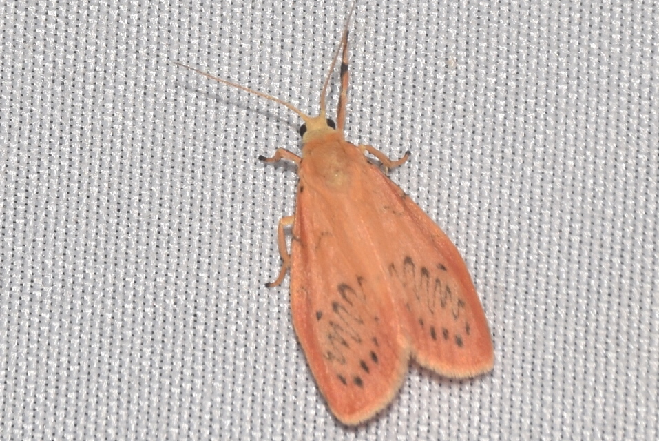 Miltochrista miniata - piros medvelepke