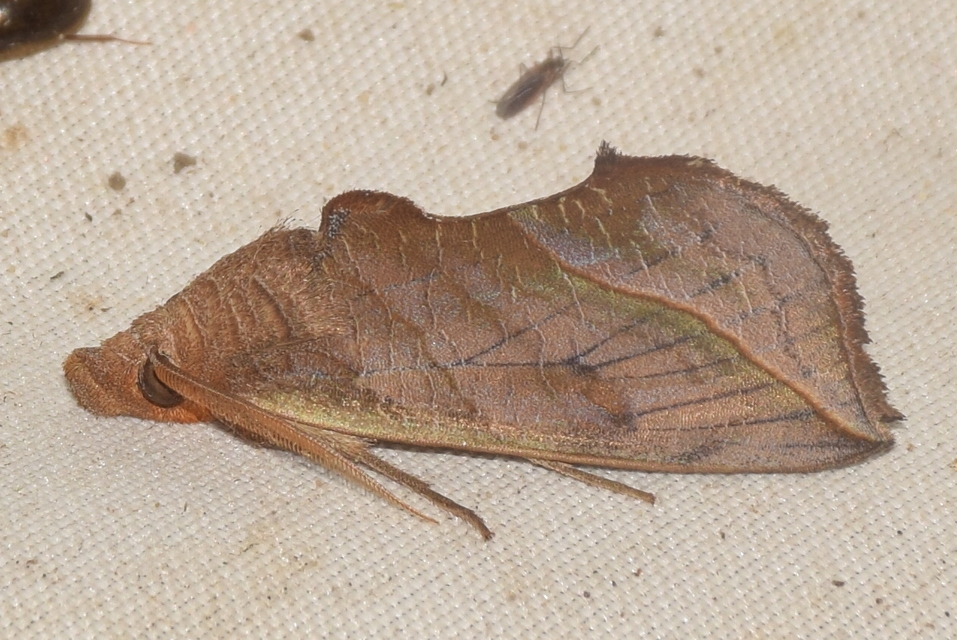 Calyptra thalictri - öblösszárnyú bagoly