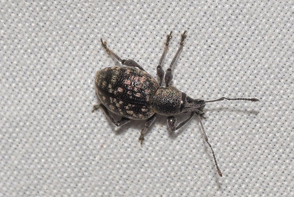 Otiorhynchus multipunctatus - sokpontos gyalogormányos