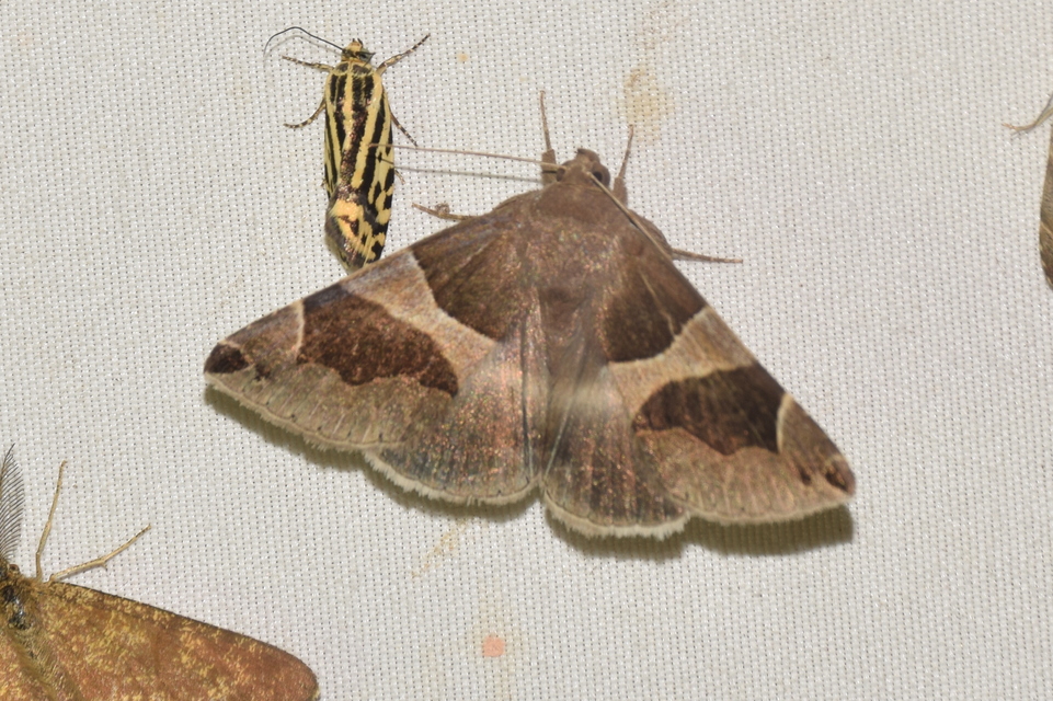 Dysgonia algira - déli porcelánbagoly