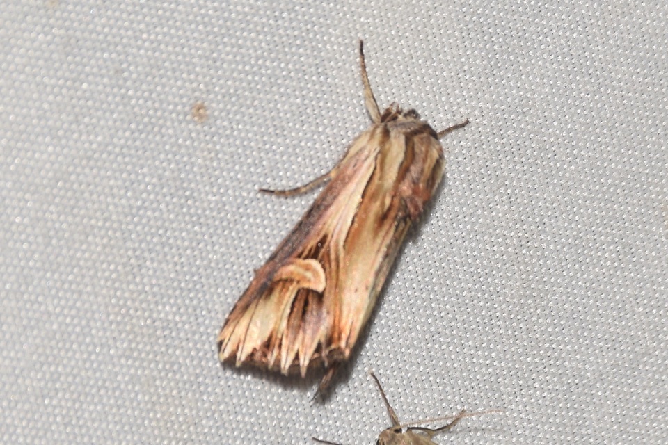 Actinotia polyodon - nagy sugarasbagoly