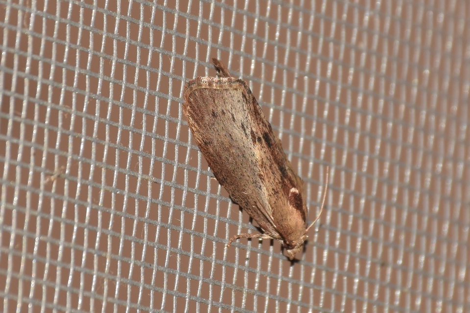 Galleria mellonella - nagy viaszmoly
