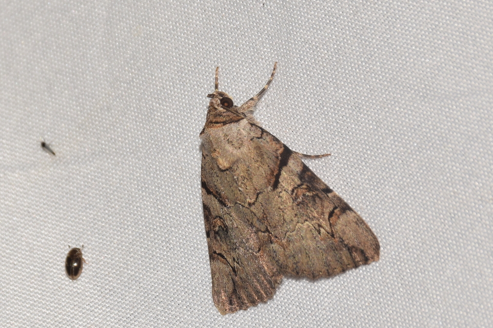 Catocala hymenaea - kökény-övesbagoly