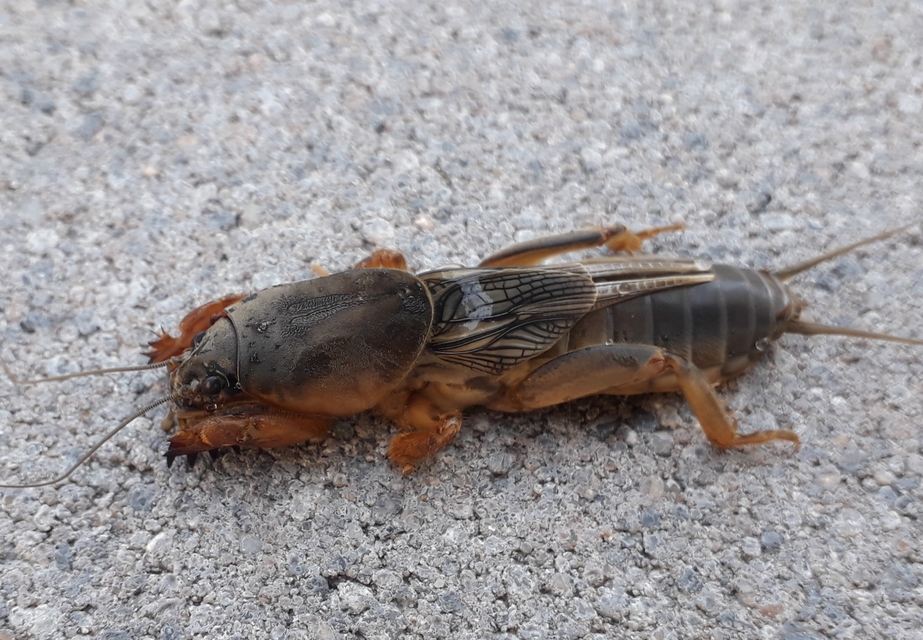 Gryllotalpa