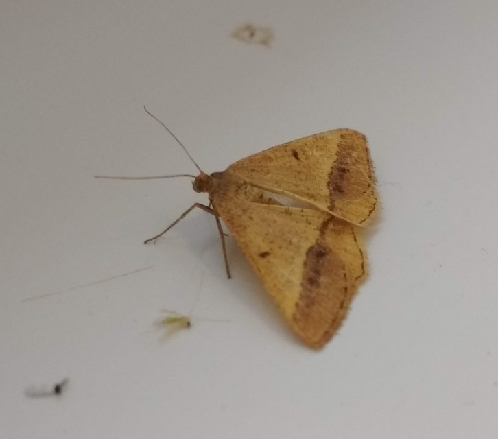 Tephrina arenacearia - lucerna-araszoló