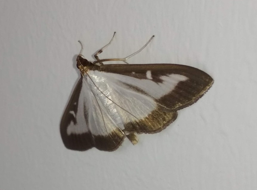 Cydalima perspectalis - puszpáng-tűzmoly