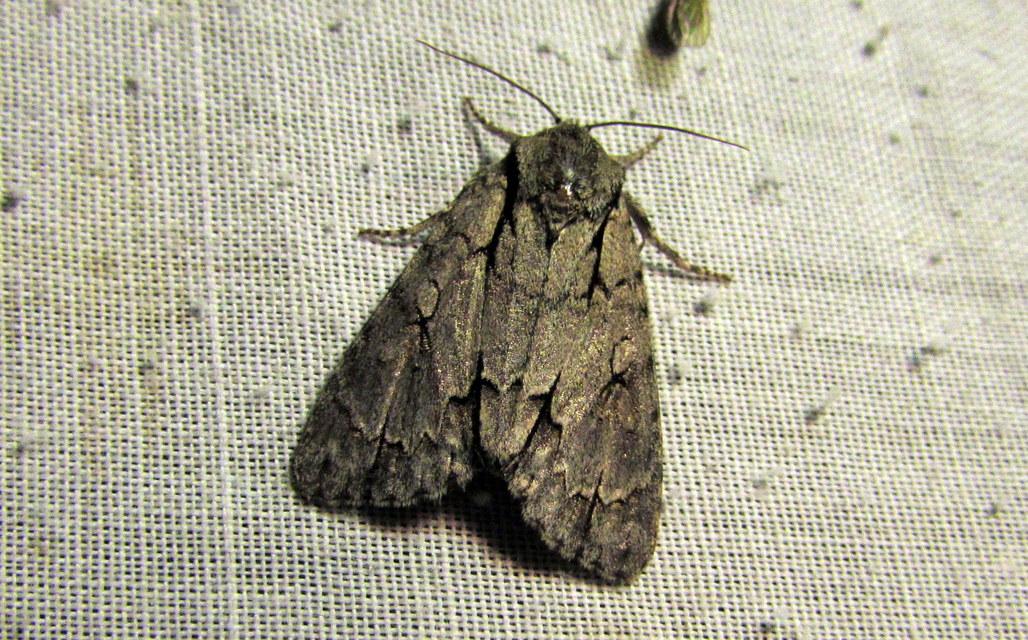 Acronicta psi - pszi-betűs szigonyosbagoly