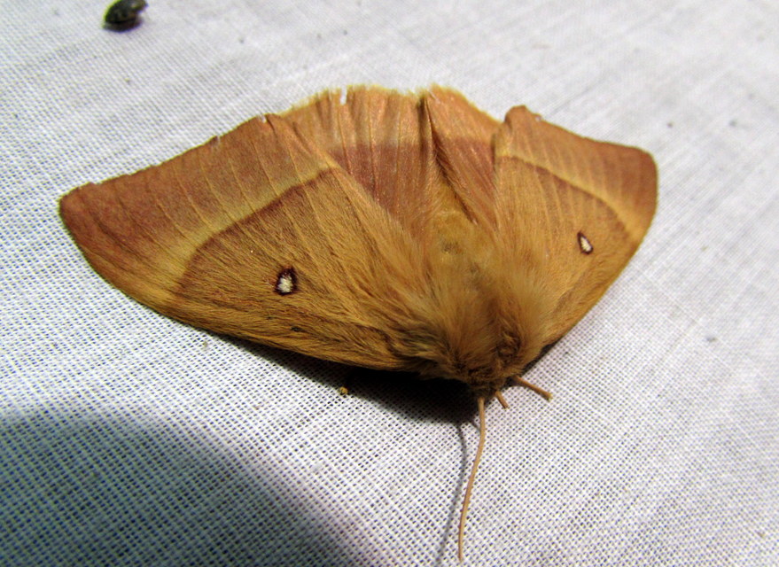 Lasiocampa quercus - tölgyfaszövő
