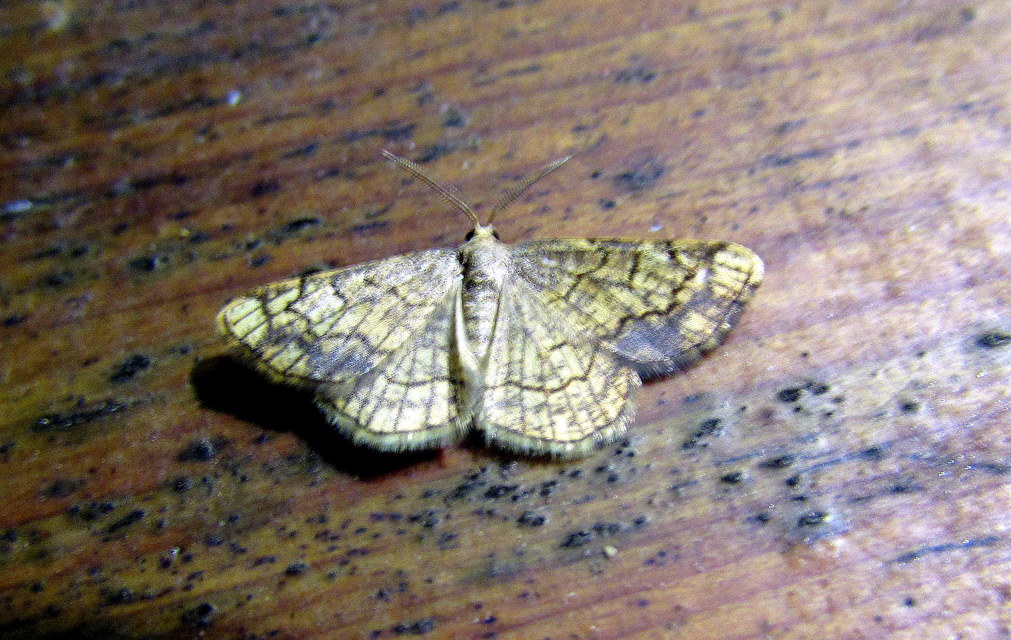 Stegania dilectaria - fehérnyár-araszoló