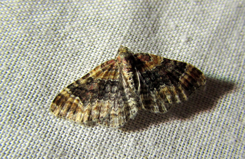 Xanthorhoe spadicearia - sávos tarkaaraszoló