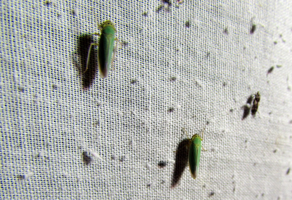 Cicadella viridis - méregzöld kabóca