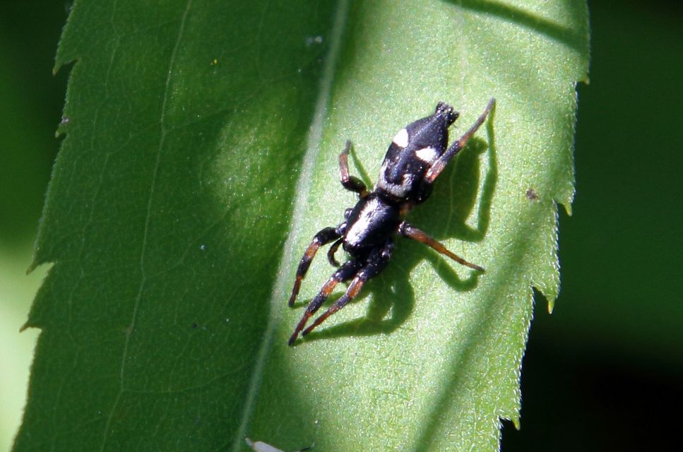 Kishidaia conspicua - övespók