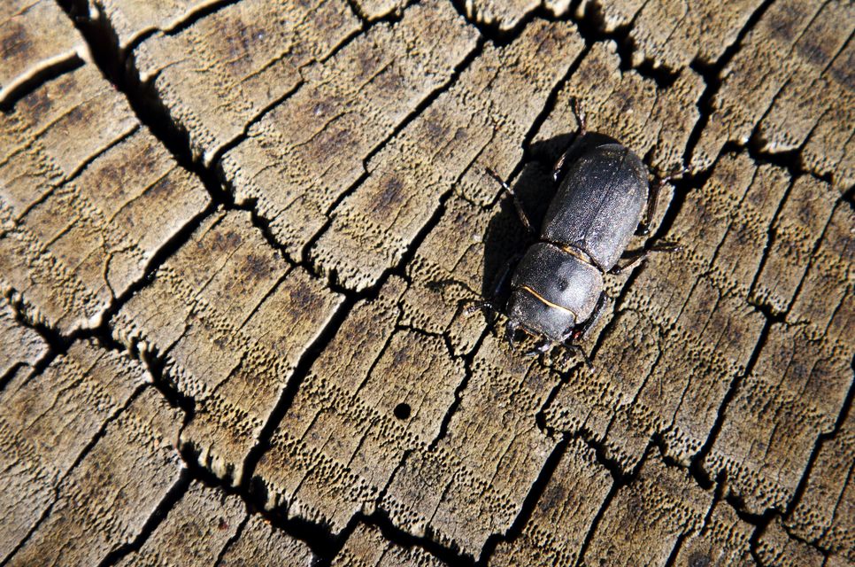 Dorcus parallelipipedus - kis szarvasbogár