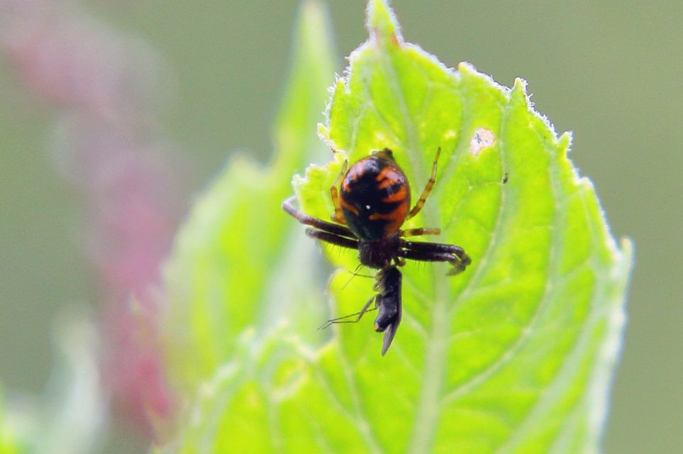 Synema globosum - fekete-sárga karolópók