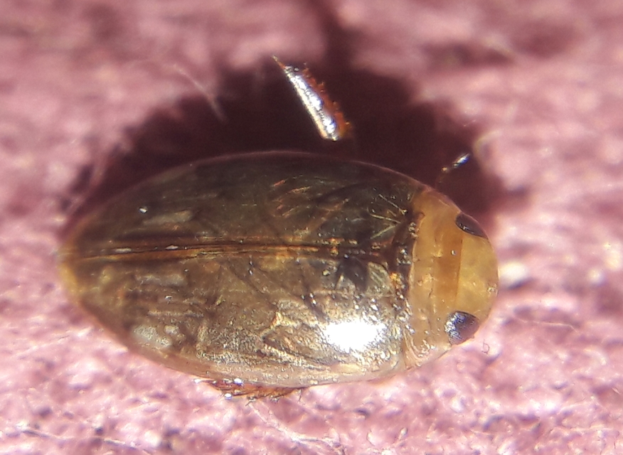 Laccophilus minutus - néma bukóbogár Laccophilus minutus - néma bukóbogár