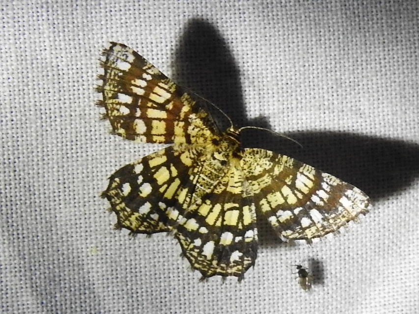 Chiasmia clathrata - rácsos rétiaraszoló