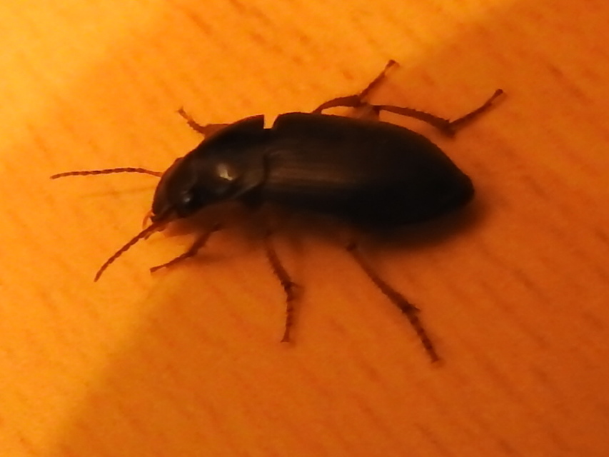 Harpalus rufipes - nagy selymesfutó