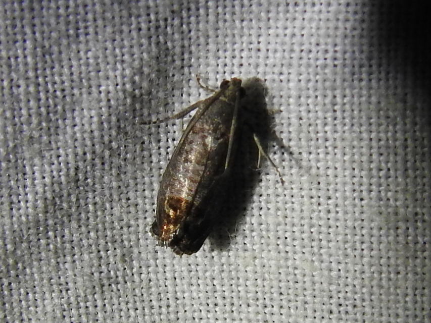 Cydia pomonella - almamoly