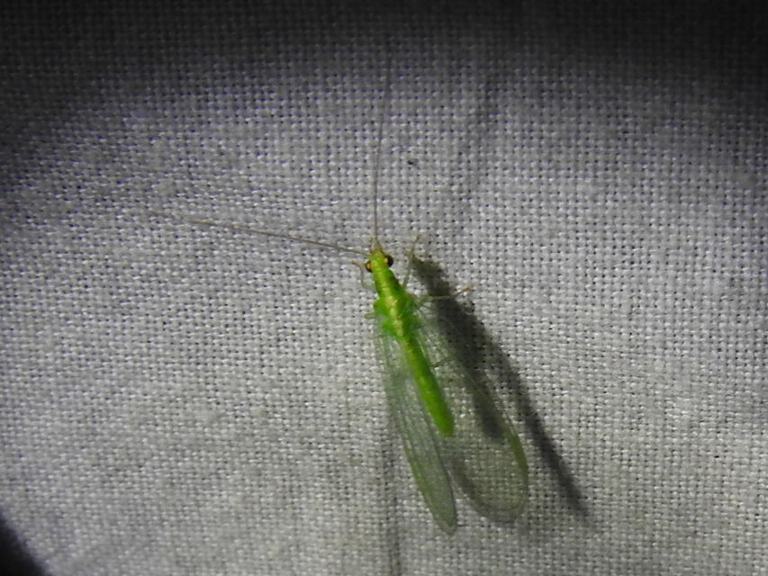 Chrysopidae - zöldfátyolkák