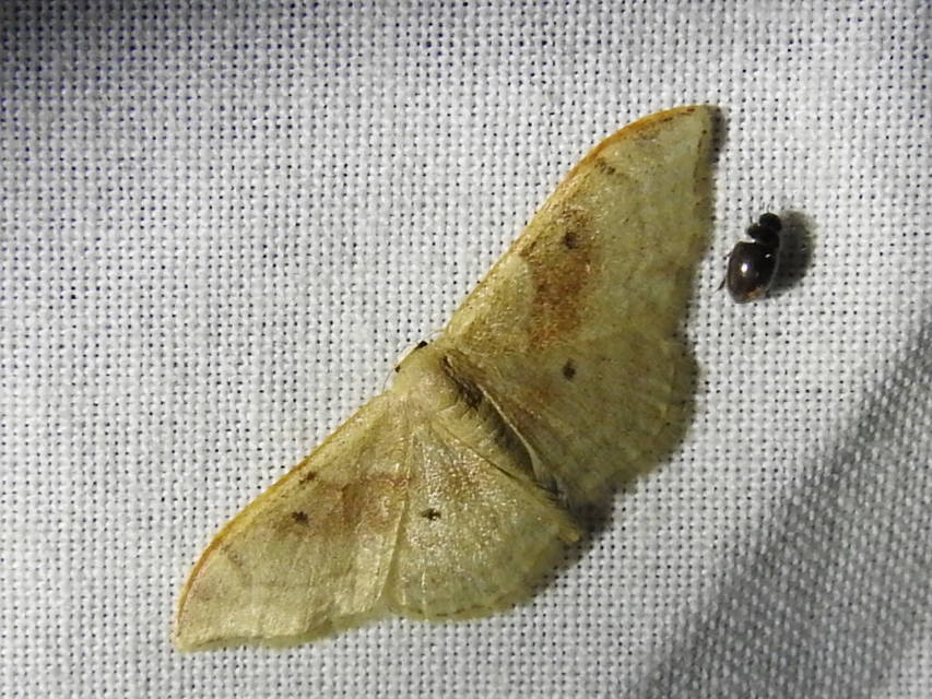 Idaea degeneraria - barnasávos araszoló