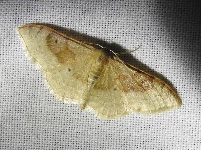 Idaea degeneraria - barnasávos araszoló