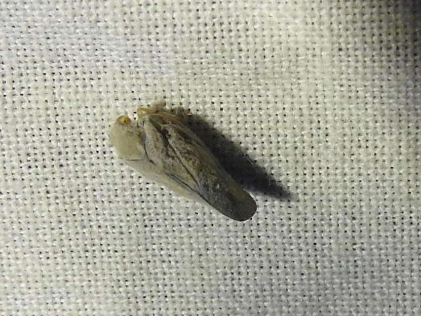 Metcalfa pruinosa - amerikai lepkekabóca