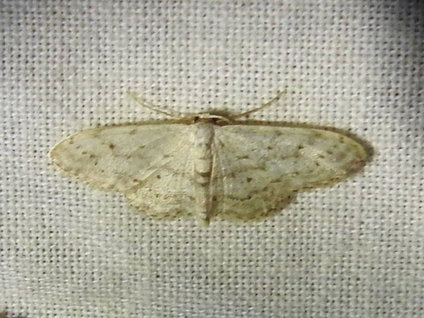Idaea seriata - szürke apróaraszoló