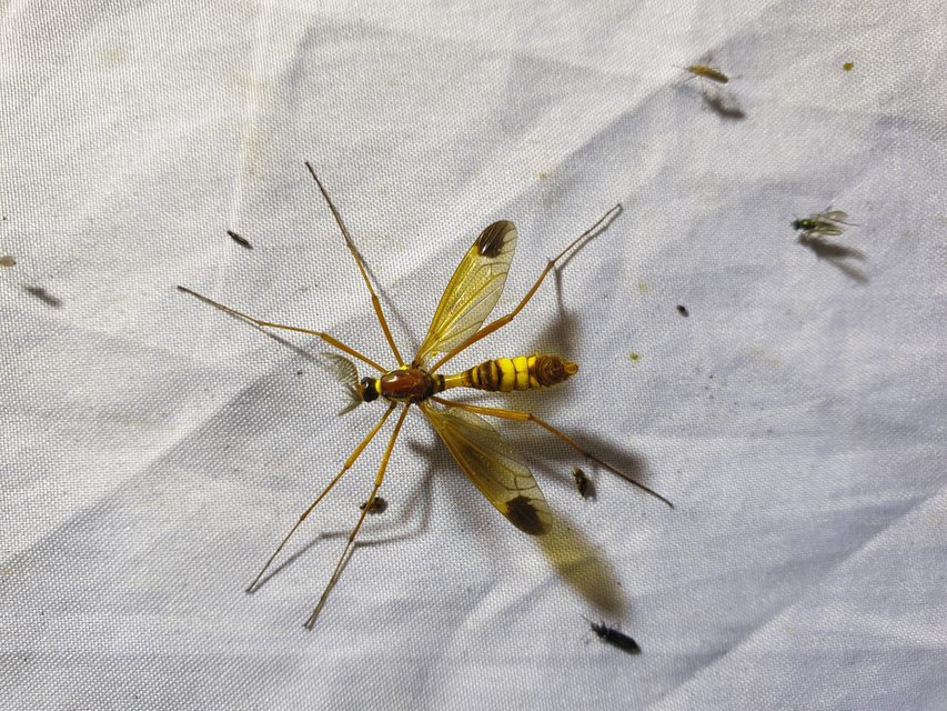 Ctenophora ornata - sárga fésűsszúnyog